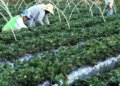 Anater seleciona entidades para programa de assistência técnica rural
