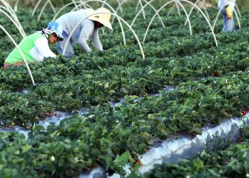 Anater seleciona entidades para programa de assistência técnica rural 