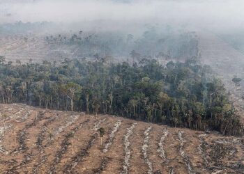 Fundo da Amazônia terá contribuição de R$ 91 milhões da Irlanda