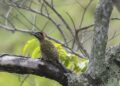 COP15 de Espécies Migratórias Silvestres será no Brasil em 2026