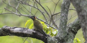 COP15 de Espécies Migratórias Silvestres será no Brasil em 2026