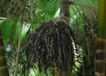 Startups se preparam para COP30 com inovações e sustentabilidade