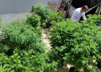 Anvisa fará consulta pública para atualizar regulamentação da cannabis