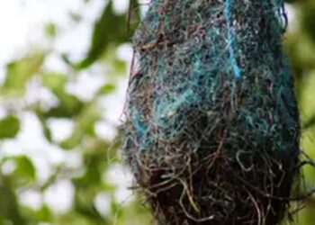 Poluição: no Brasil, aves estão fazendo ninhos com resíduos plásticos
