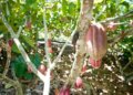Fundo vai financiar pequenos agricultores de cacau na Bahia e no Pará