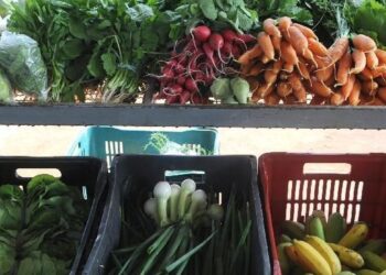 Encontro em Paris busca compromissos políticos por alimentação global