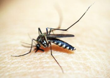 Dengue: Brasil ultrapassa meio milhão de casos prováveis este ano