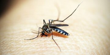 Dengue: Brasil ultrapassa meio milhão de casos prováveis este ano