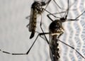 Chikungunya: em surto, município de SC registra segundo óbito