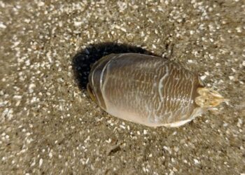 Pesquisadores investigam ‘sumiço’ dos tatuís na costa brasileira