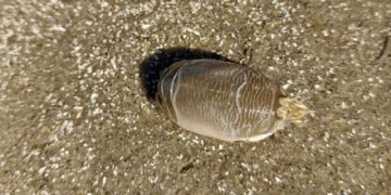 Pesquisadores investigam ‘sumiço’ dos tatuís na costa brasileira