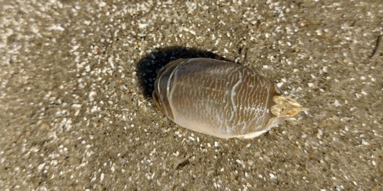 Pesquisadores investigam ‘sumiço’ dos tatuís na costa brasileira