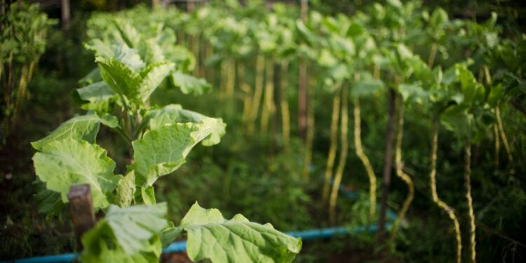 BNDES destina R$ 135 milhões a ações sociais e ambientais em favelas