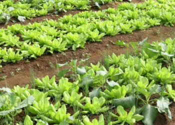 Conab: preço da batata e da alface caiu em março