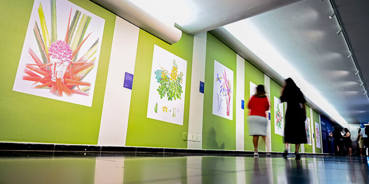 Senado inaugura exposição ‘Brasil Aflora’, com ilustrações de flores nativas — Senado Notícias