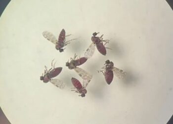 Pesquisa mostra influência de eventos climáticos em surto de oropouche