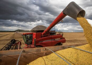 Após primeiras colheitas, Conab confirma estimativa de safra recorde