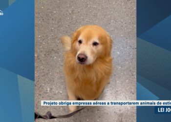 Regras para o transporte aéreo de animais voltam à Câmara — Senado Notícias