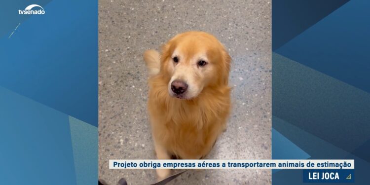 Regras para o transporte aéreo de animais voltam à Câmara — Senado Notícias