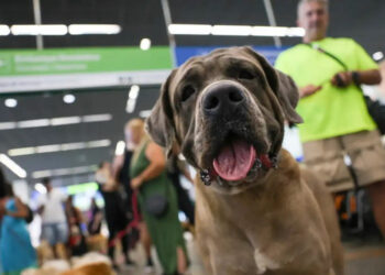 regras aprovadas pelo Senado definem responsabilidades — Senado Notícias