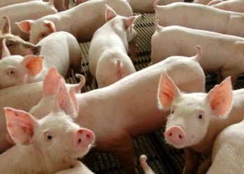 Chile passará a importar carne suína do Paraná