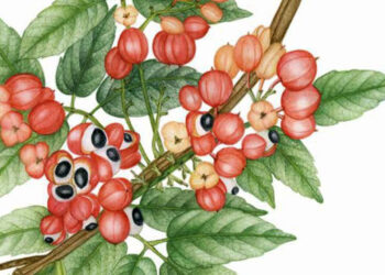 Senado promove exposição de ilustrações da flora brasileira — Senado Notícias