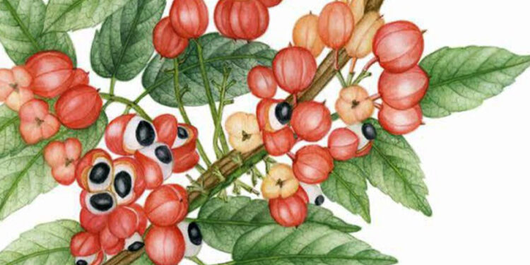 Senado promove exposição de ilustrações da flora brasileira — Senado Notícias