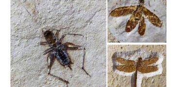 Brasil recupera 25 fósseis de insetos que seriam vendidos no exterior