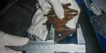 Ilha Grande, no RJ, recebe título de área de conservação de morcegos