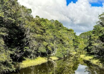 Plataforma identifica áreas prioritárias para restauração florestal