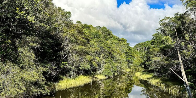 Plataforma identifica áreas prioritárias para restauração florestal