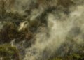 Crise climática pode provocar nova extinção em massa, diz pesquisador
