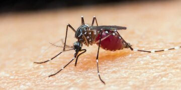 Falta de diagnóstico é obstáculo para eliminação da malária no Brasil