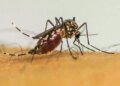 Brasil ultrapassa 1 milhão de casos prováveis de dengue em 2025