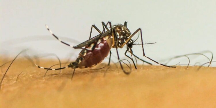 Brasil ultrapassa 1 milhão de casos prováveis de dengue em 2025