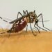 Brasil ultrapassa 1 milhão de casos prováveis de dengue em 2025