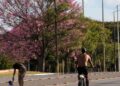 Dois terços dos brasileiros moram em ruas arborizadas