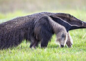 Estudo avalia a saúde cardiovascular dos tamanduás-bandeiras no país