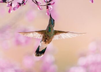 Aves beijoqueiras estão ameaçadas no Cerrado, diz pesquisador