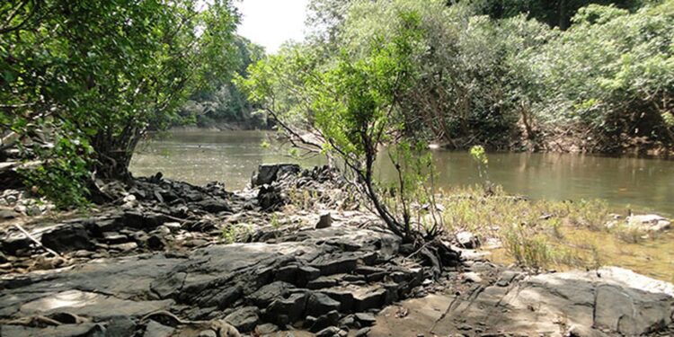 Governo leiloa concessão de manejo florestal na B3 pela primeira vez