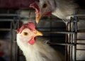 FAO: caso de gripe aviária no Brasil marca nova etapa do vírus
