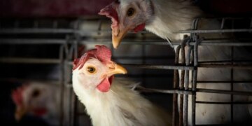 FAO: caso de gripe aviária no Brasil marca nova etapa do vírus