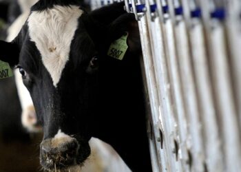 País recebe status internacional como livre de febre aftosa sem vacina