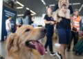 Aéreas podem se negar a embarcar animais de suporte emocional, diz STJ