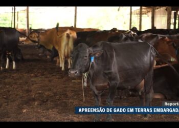 Produtores rurais questionam apreensões de gado em terras embargadas pelo Ibama — Senado Notícias