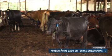 Produtores rurais questionam apreensões de gado em terras embargadas pelo Ibama — Senado Notícias