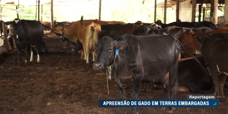 Produtores rurais questionam apreensões de gado em terras embargadas pelo Ibama — Senado Notícias