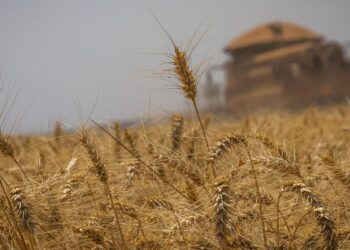 Conab prorroga inscrições para concurso até 20 de maio
