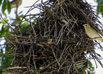 Apesar da redução, desmatamento ainda ameaça futuro da Mata Atlântica