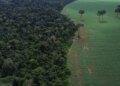 Trópicos registram perda recorde de floresta primária